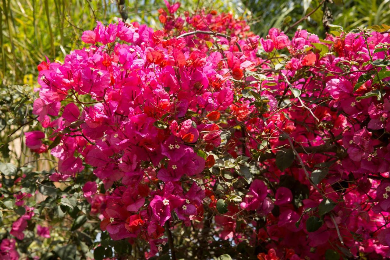Million Flowers بروتاراس المظهر الخارجي الصورة